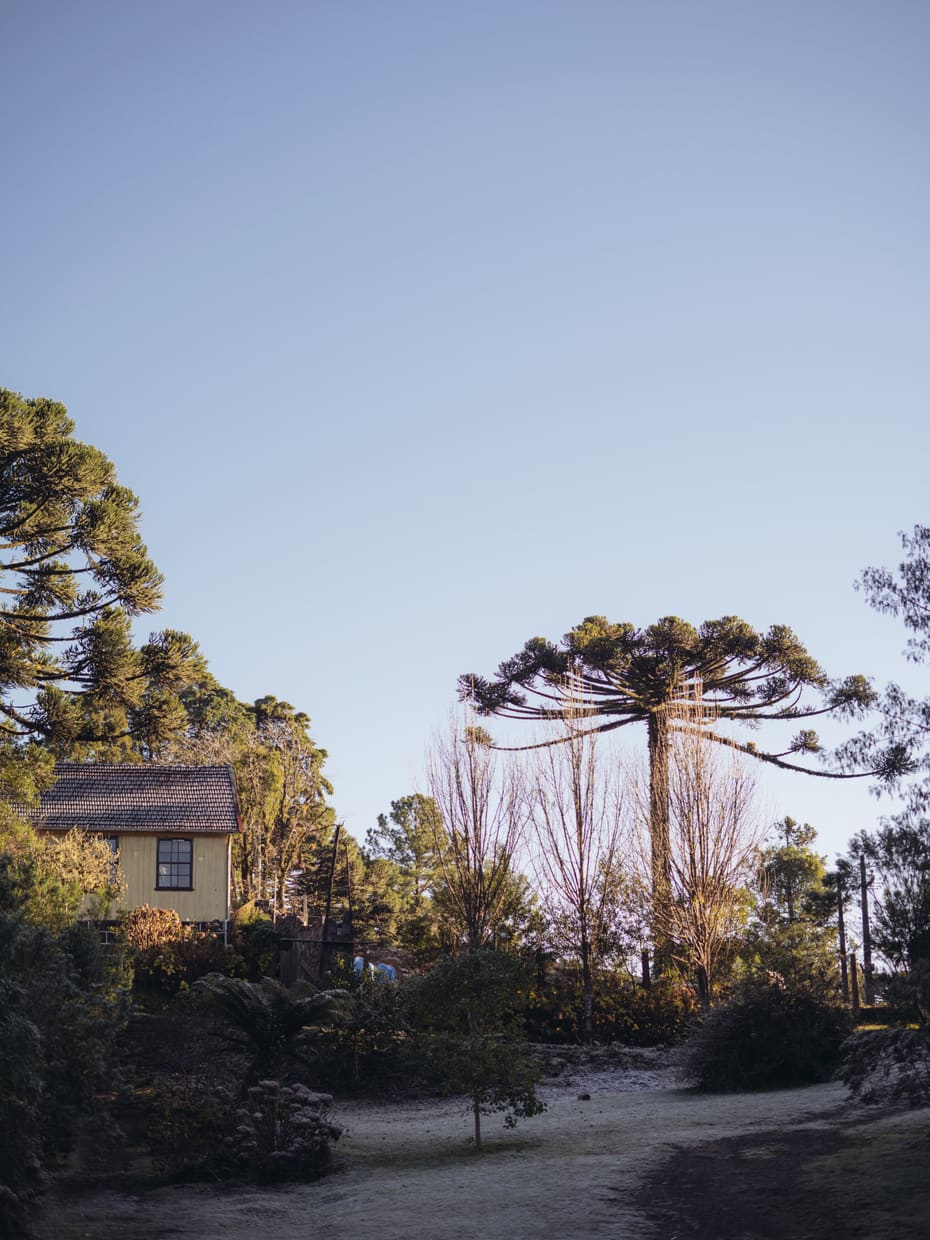 Araucárias e gramado com geada numa manhã de inverno