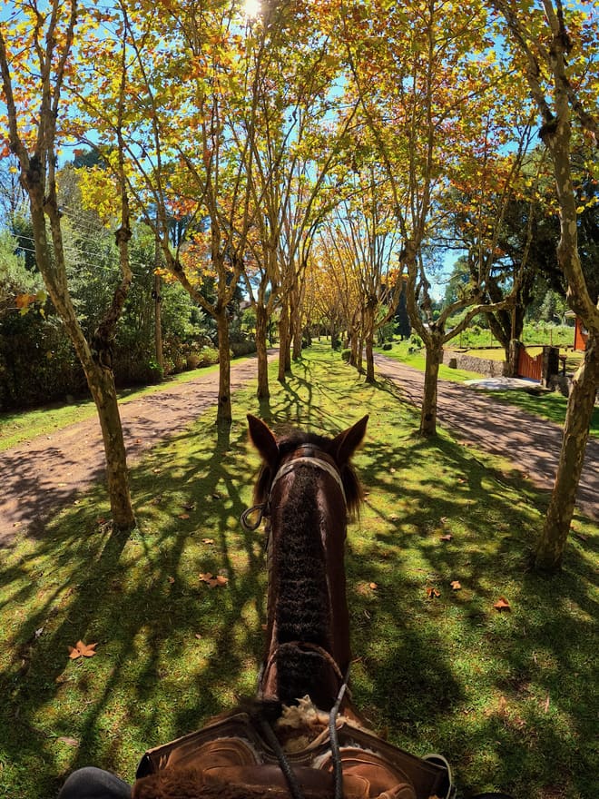 Passeio a cavalo por uma alameda de árvores da propriedade