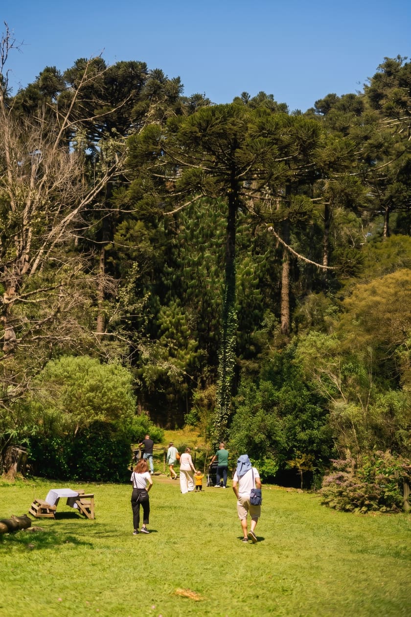 Famílias atravessando o gramado a pé, sob as araucárias, a caminho do fogo