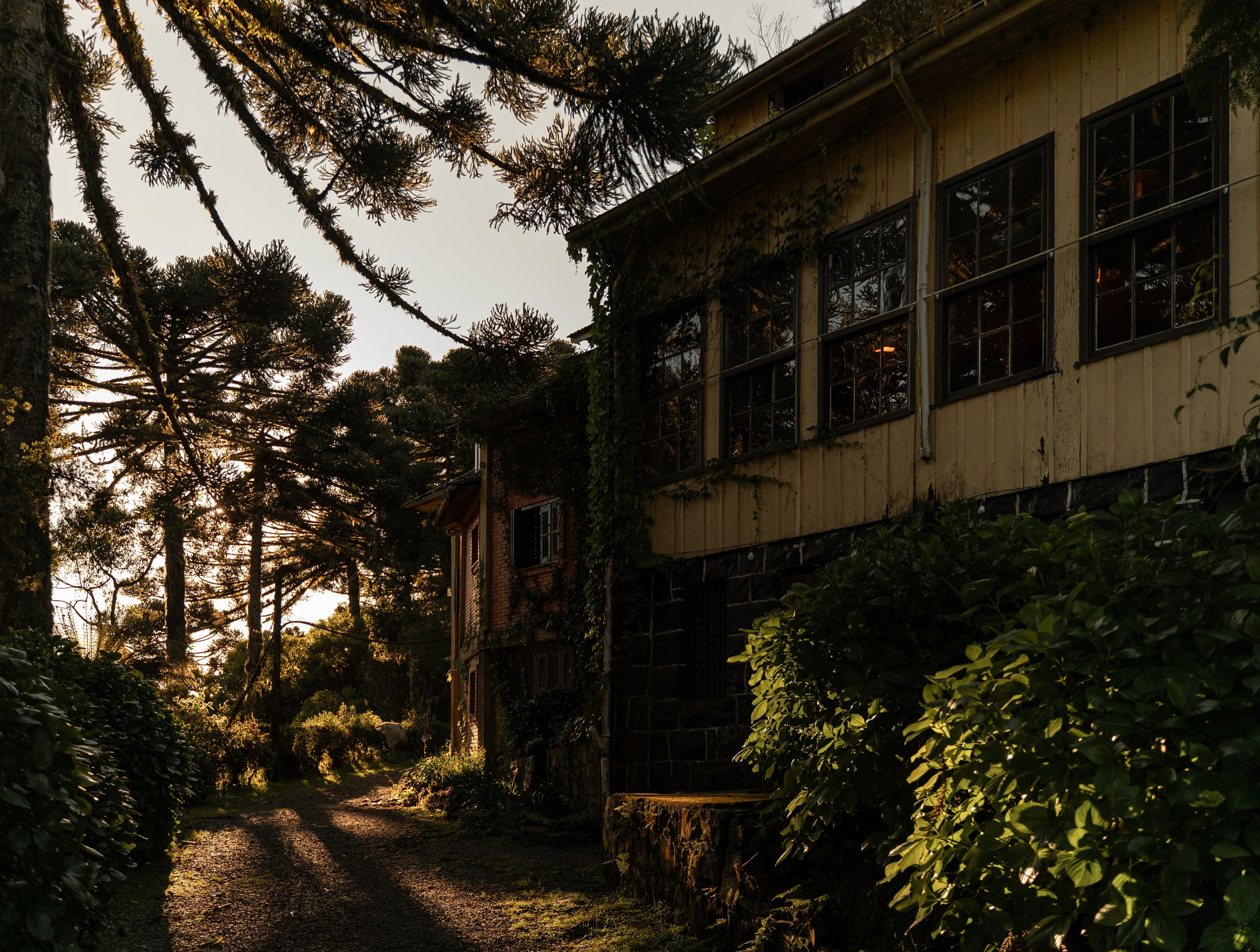 O casarão do Hampel ao entardecer, entre as araucárias, com as janelas acesas