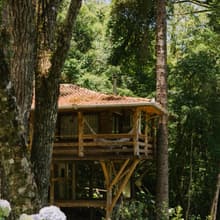 O Chalé das Araucárias suspenso entre as árvores, com hortênsias em primeiro plano