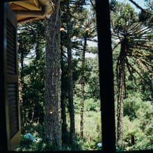 A vista da janela para as araucárias